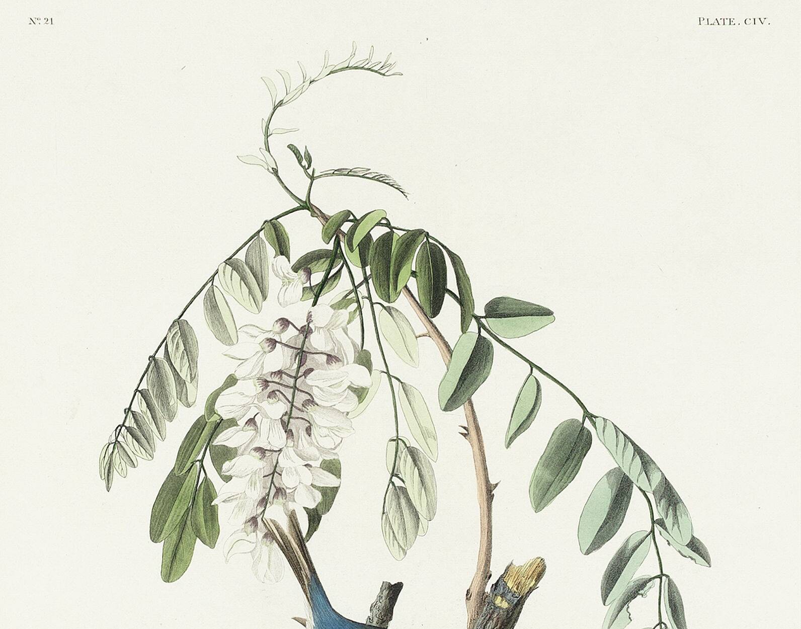 Poster about the House Bunting, based on an old engraving from 1827.