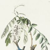 Poster about the House Bunting, based on an old engraving from 1827.