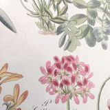 Cadre planche botanique pelargonium