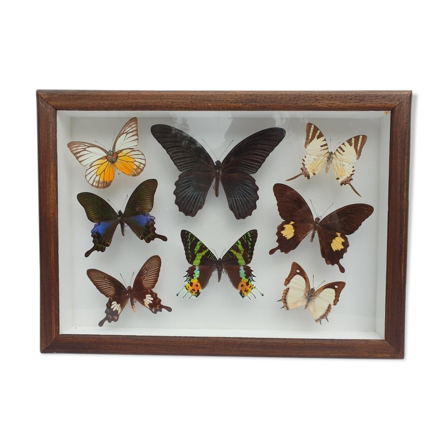 Showcase frame 8 butterflies of the world naturalized vintage 1970's