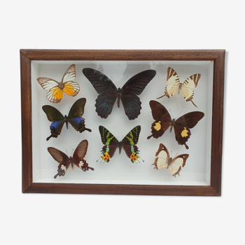 Cadre vitrine 8 papillons du monde naturalisés vintage 1970's