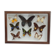 Showcase frame 8 butterflies of the world naturalized vintage 1970's