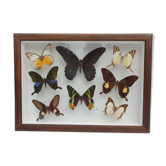 Showcase frame 8 butterflies of the world naturalized vintage 1970's
