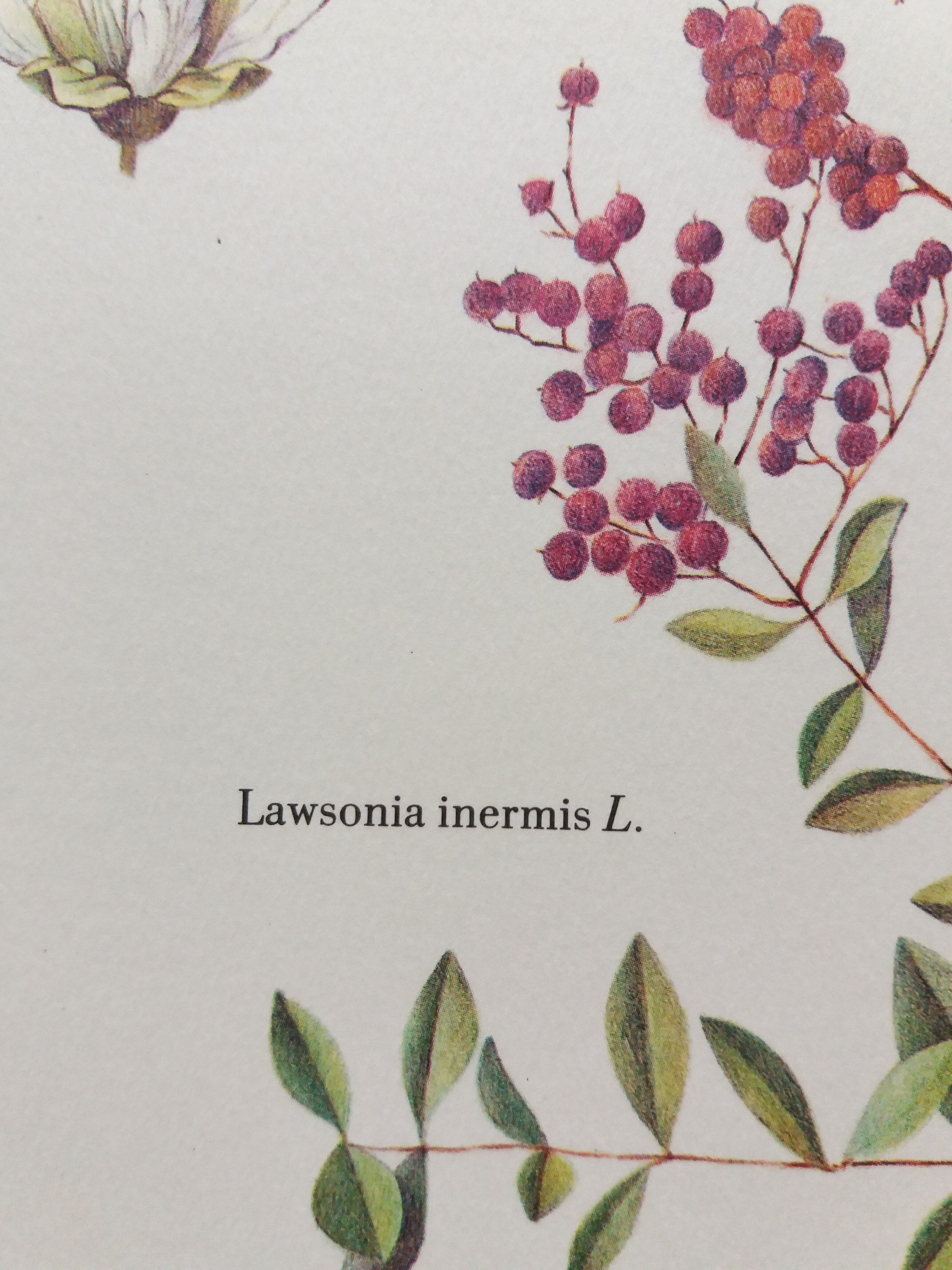 Henné botanical plank