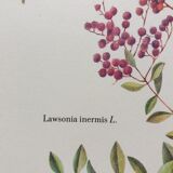 Henné botanical plank