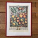 Old English botanical board in May