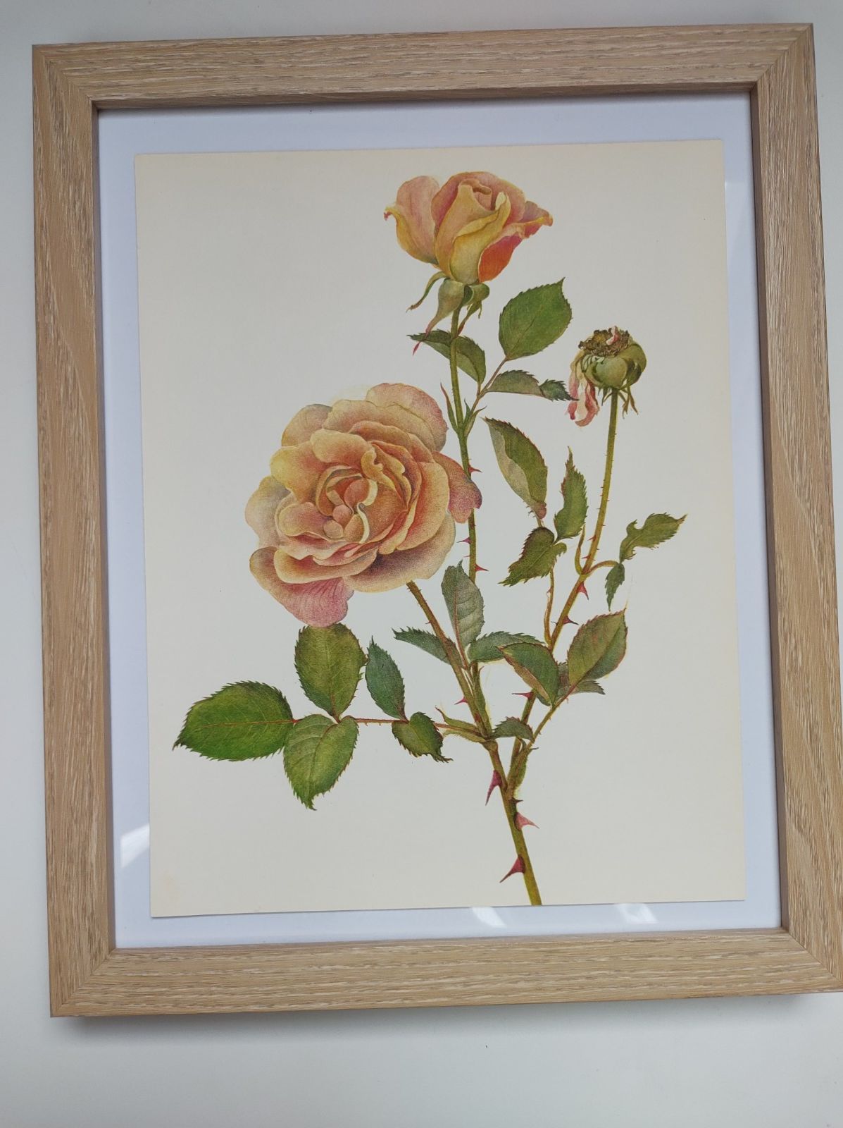 Botanical illustration of rose