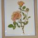 Botanical illustration of rose