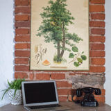 Poster alder tree by Joh. Kautsky sen und g. c. Beck for Gerold & Sohn 1879