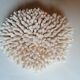 Corail authentique