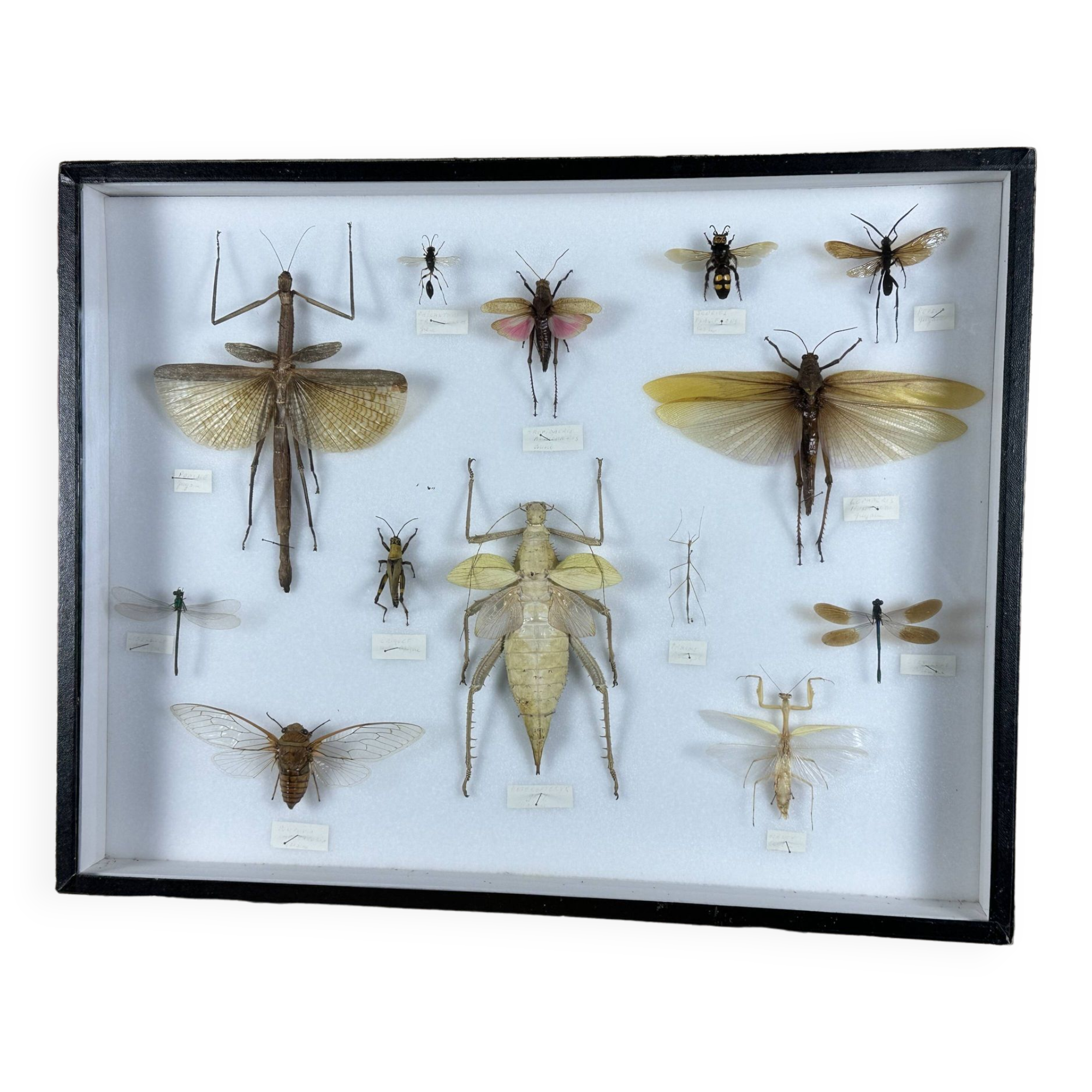 Old entomological insect frame 13 species