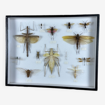 Old entomological insect frame 13 species