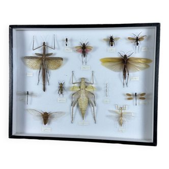 Cadre ancien entomologique insectes 13 espèces