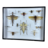 Old entomological insect frame 13 species