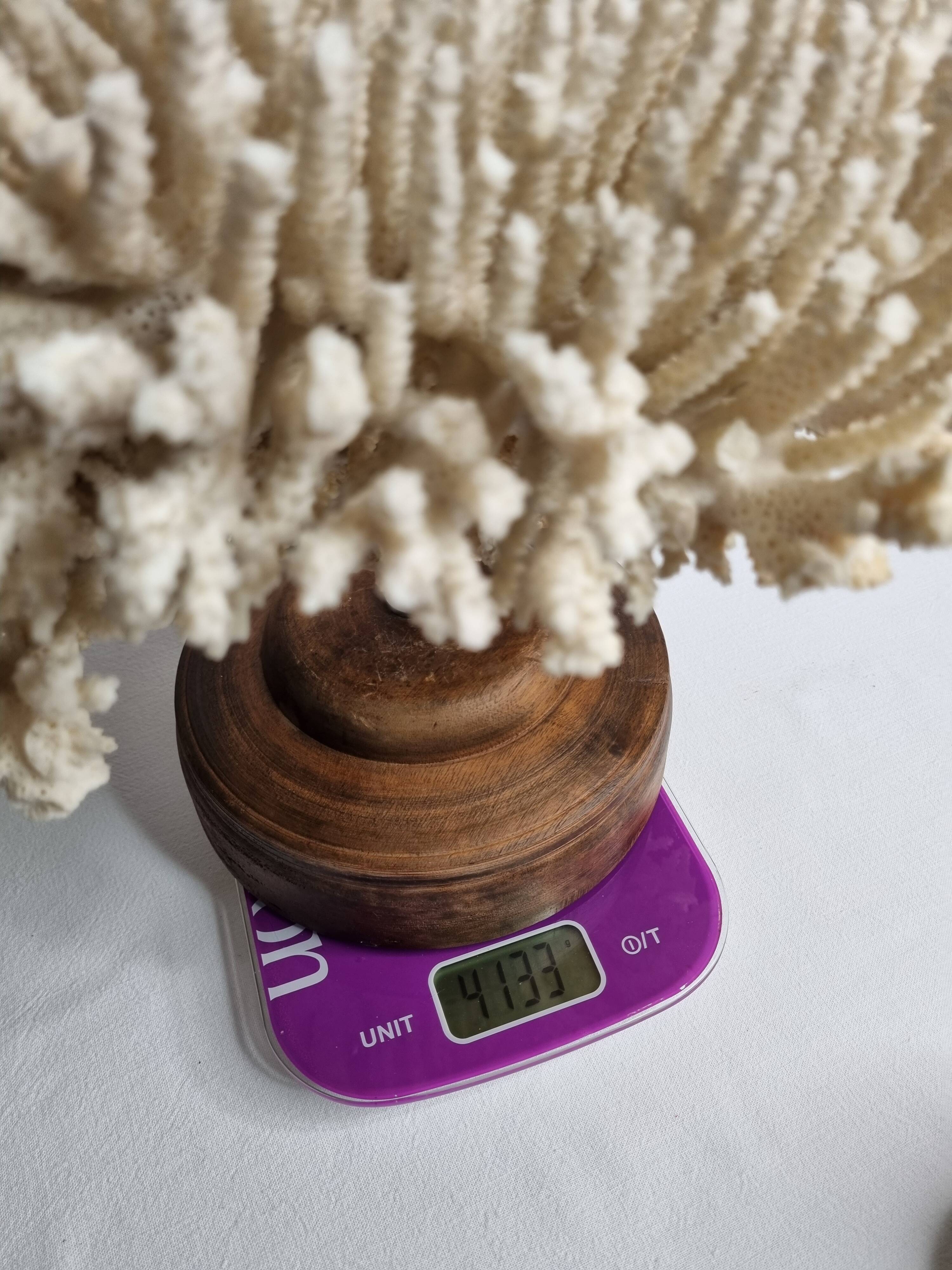 Antique natural white coral on turned wooden base 41 cm