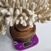 Ancien corail naturel blanc sur socle en bois tourné 41 cm