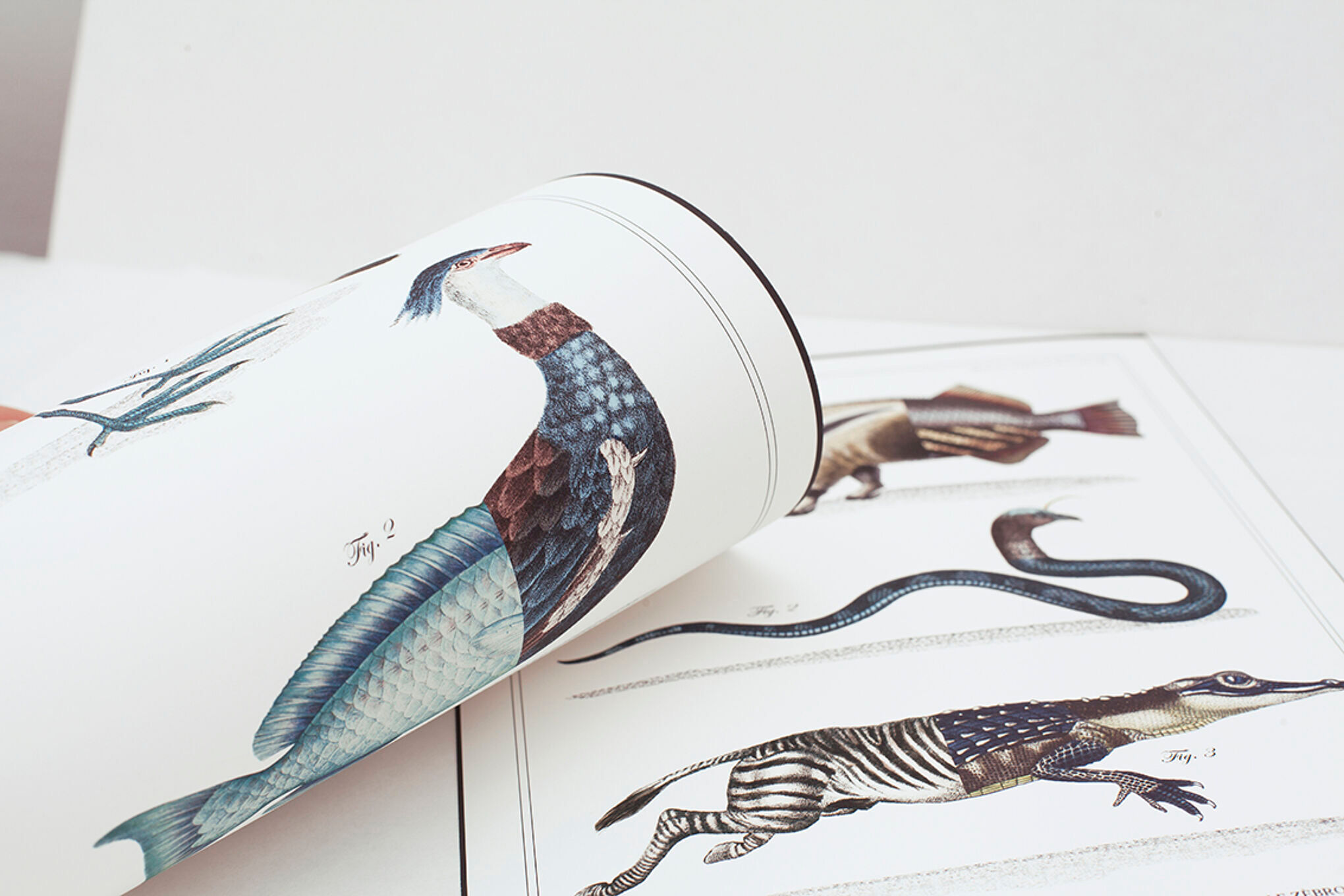 Chimera lithography animal engraving - the ouistigeon