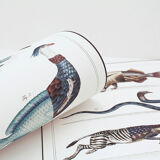 Chimera lithography animal engraving - the ouistigeon