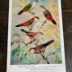 Poster "The Birds of the World" – 1969