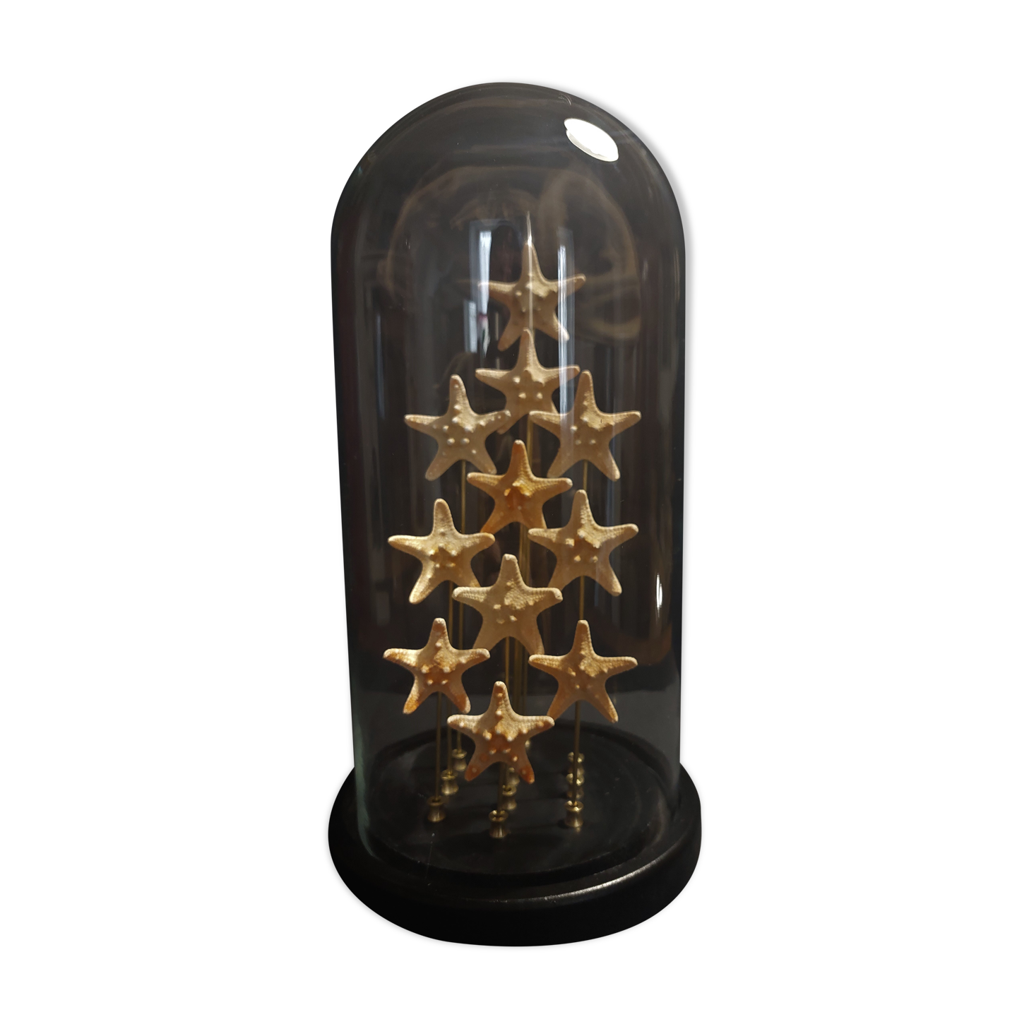 Cabinet of Curiosities starfish globe protoreaster nodosus