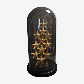 Cabinet of Curiosities starfish globe protoreaster nodosus