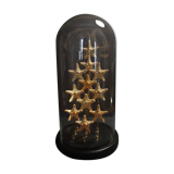 Cabinet of Curiosities starfish globe protoreaster nodosus