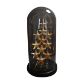 Cabinet of Curiosities starfish globe protoreaster nodosus