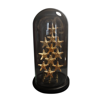 Cabinet of Curiosities starfish globe protoreaster nodosus