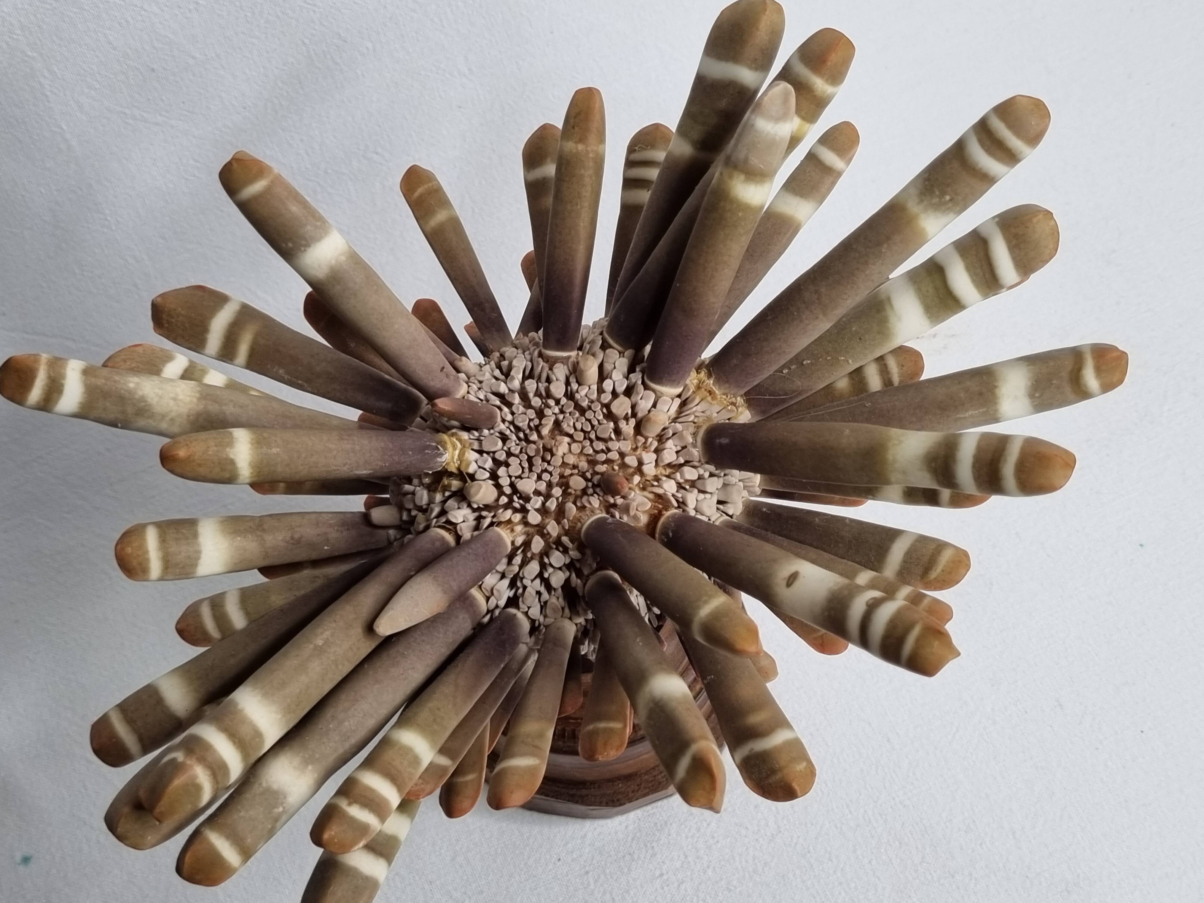 Antique sea urchin pencil on turned wooden base, 22 cm