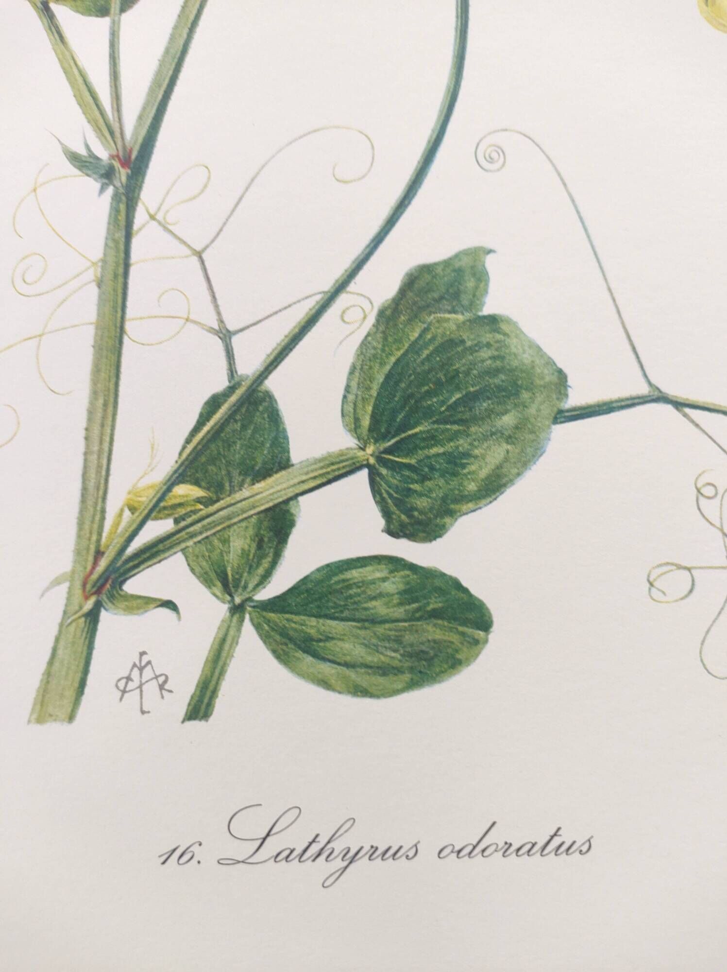 Vintage botanical engraving from 1962 - Sweet Pea - Flower board - Watercolor M.Rollinat
