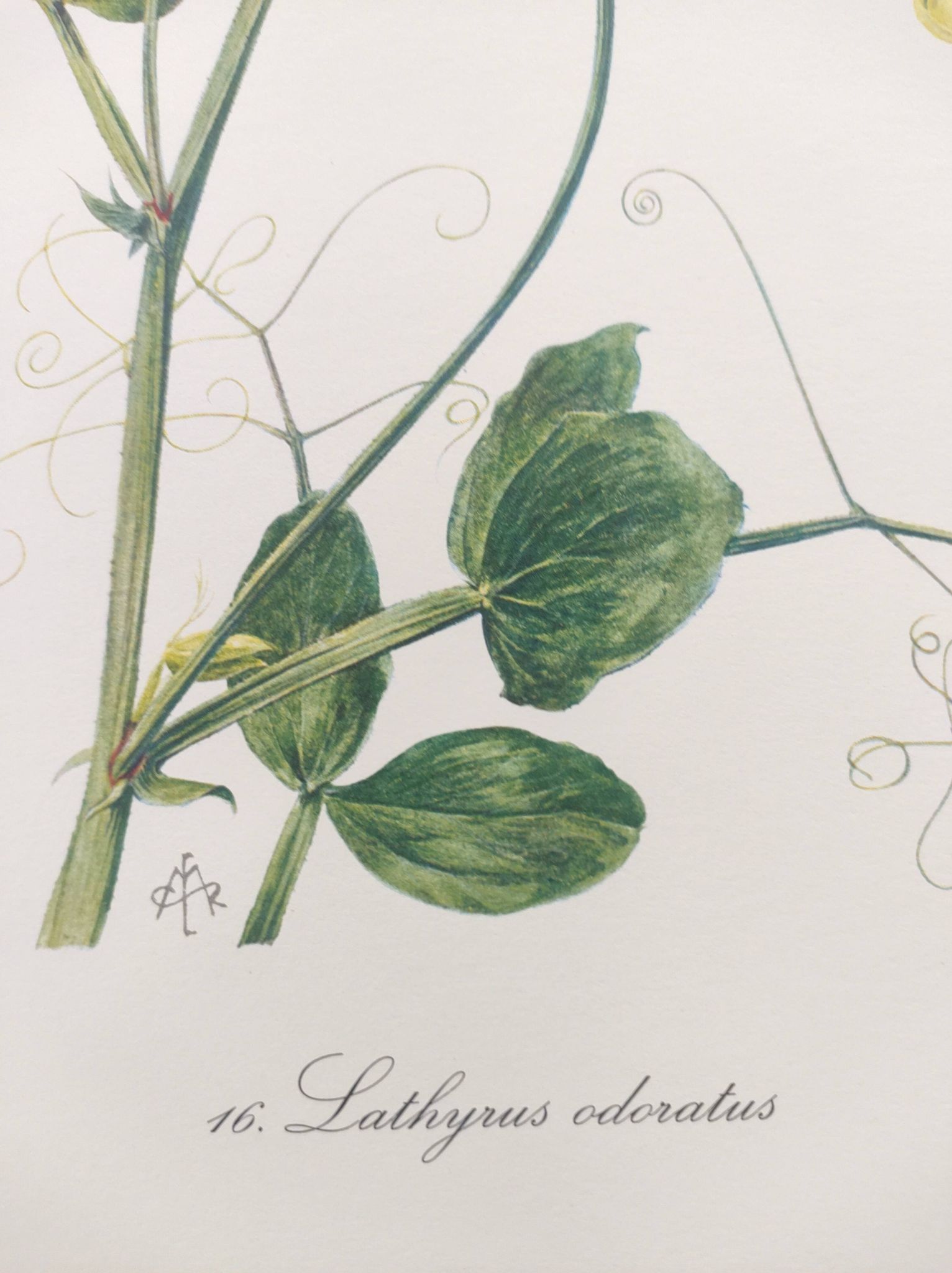 Vintage botanical engraving from 1962 - Sweet Pea - Flower board - Watercolor M.Rollinat