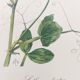 Vintage botanical engraving from 1962 - Sweet Pea - Flower board - Watercolor M.Rollinat