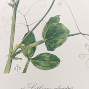 Vintage botanical engraving from 1962 - Sweet Pea - Flower board - Watercolor M.Rollinat