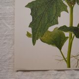 Set of 2 botanical plates Geigy, thorny apple and black henbath