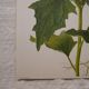 Set of 2 botanical plates Geigy, thorny apple and black henbath