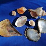 Set of shells