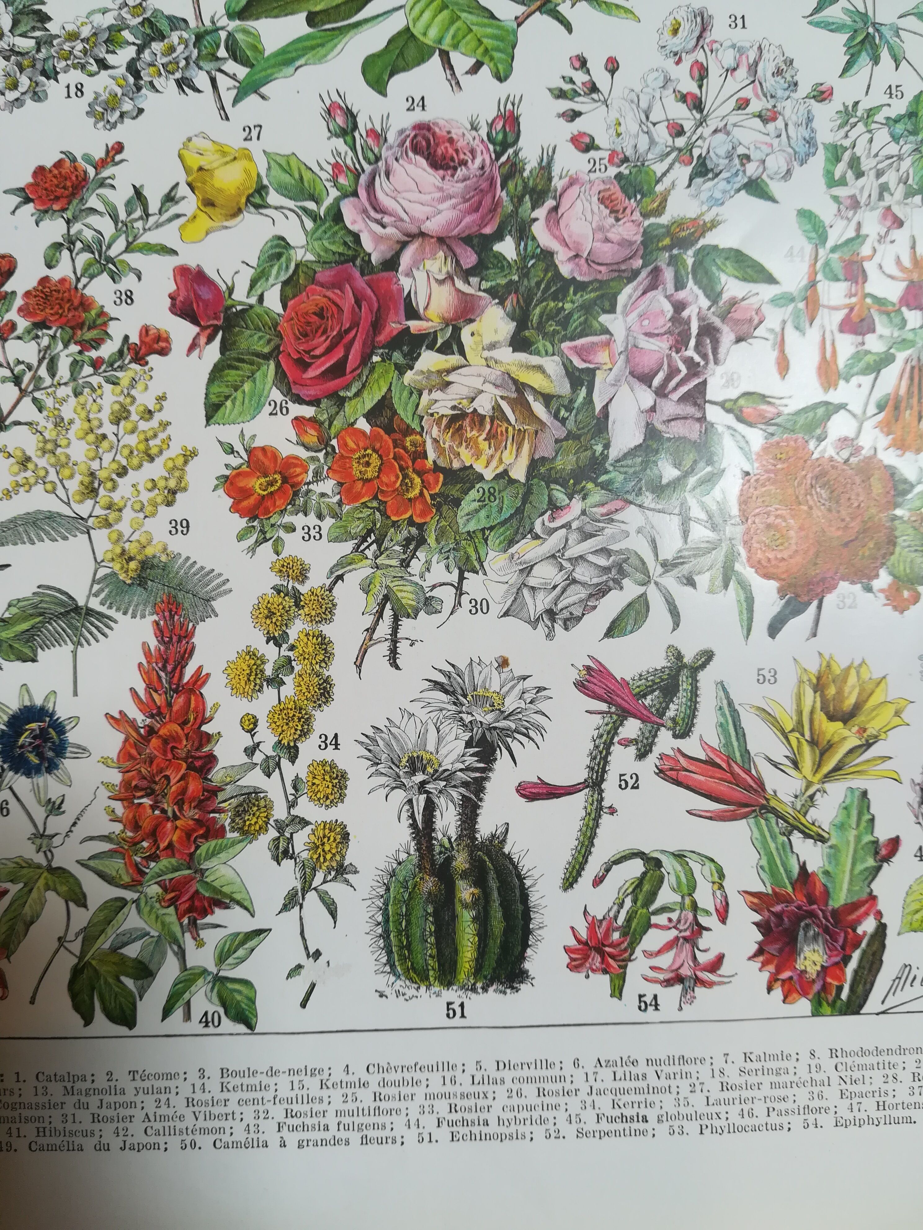 Lithograph on flowers from 1928 "rose bushes"