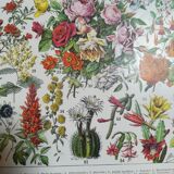 Lithograph on flowers from 1928 "rose bushes"