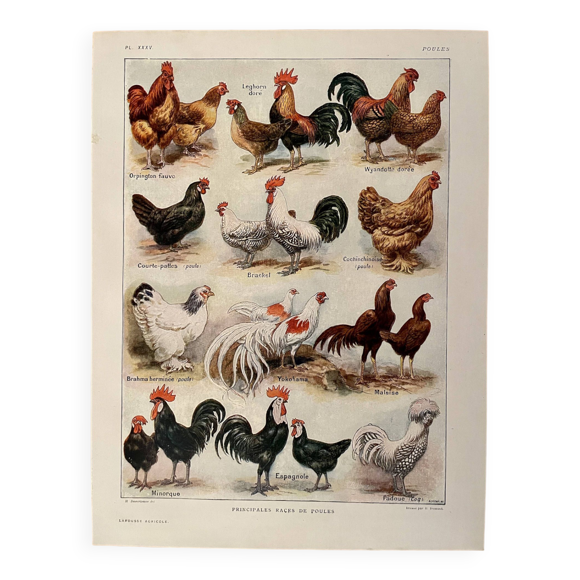 Lithograph on chickens (XXXV) - 1920