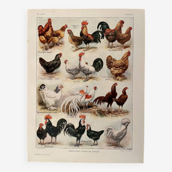 Lithographie sur les poules (XXXV) - 1920