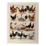 Lithograph on chickens (XXXV) - 1920