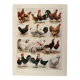 Lithograph on chickens (XXXV) - 1920