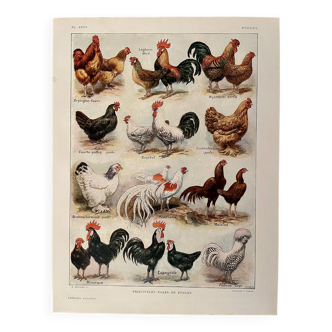 Lithographie sur les poules (XXXV) - 1920