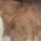 Goat skin