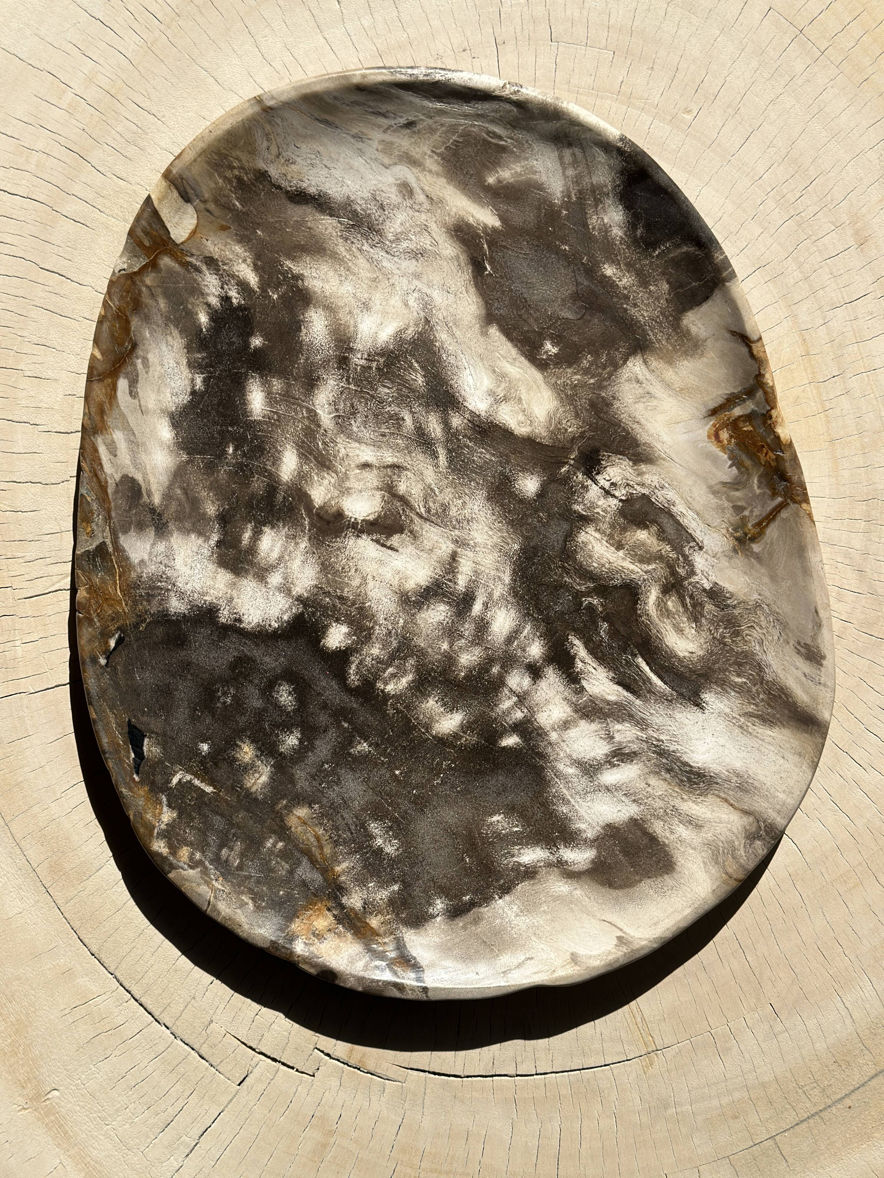 Very large empty pocket or dish in medium light petrified wood 1143