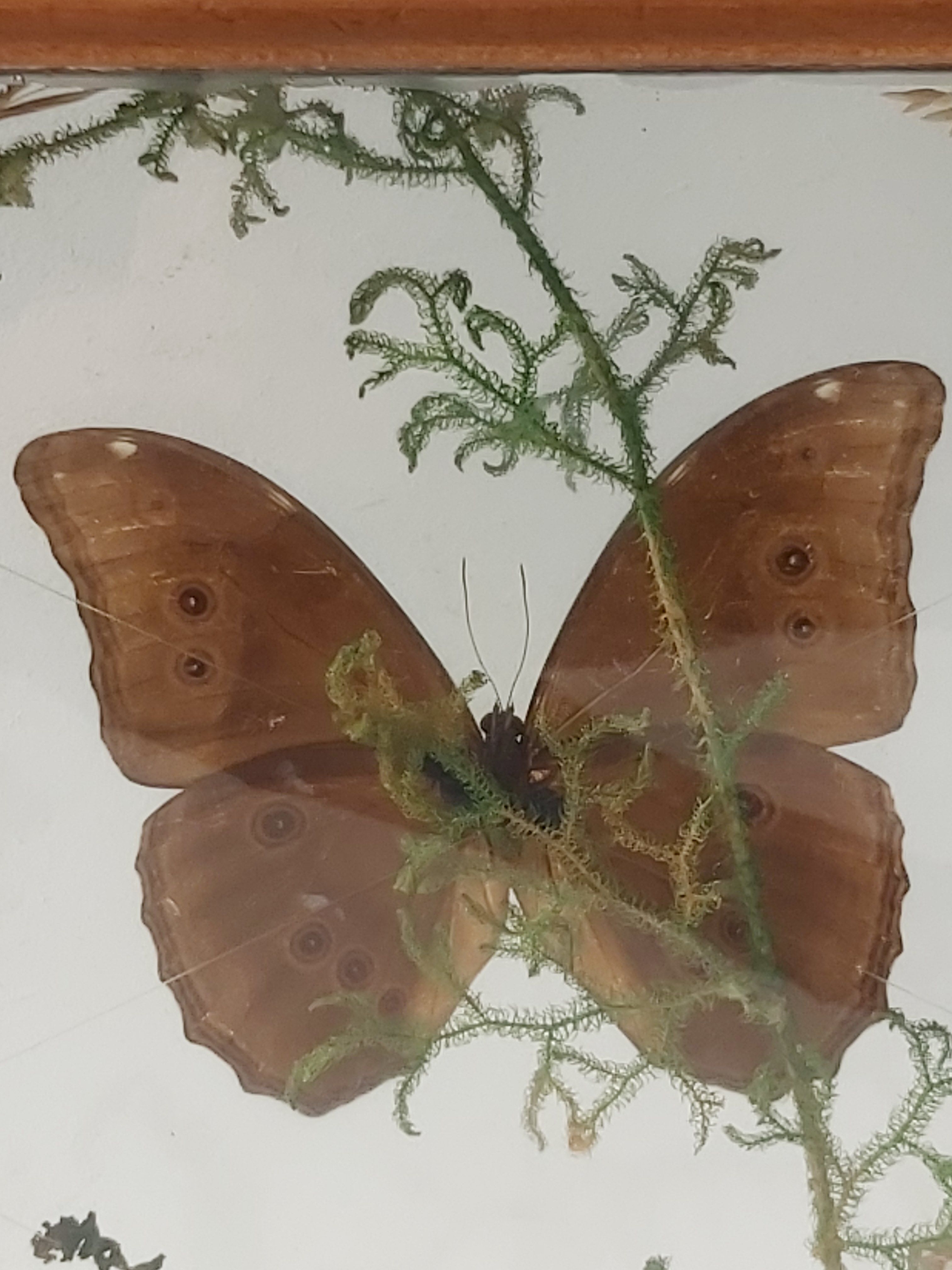 Box composition butterfly wood and glass