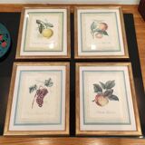 Calville apple botanical board