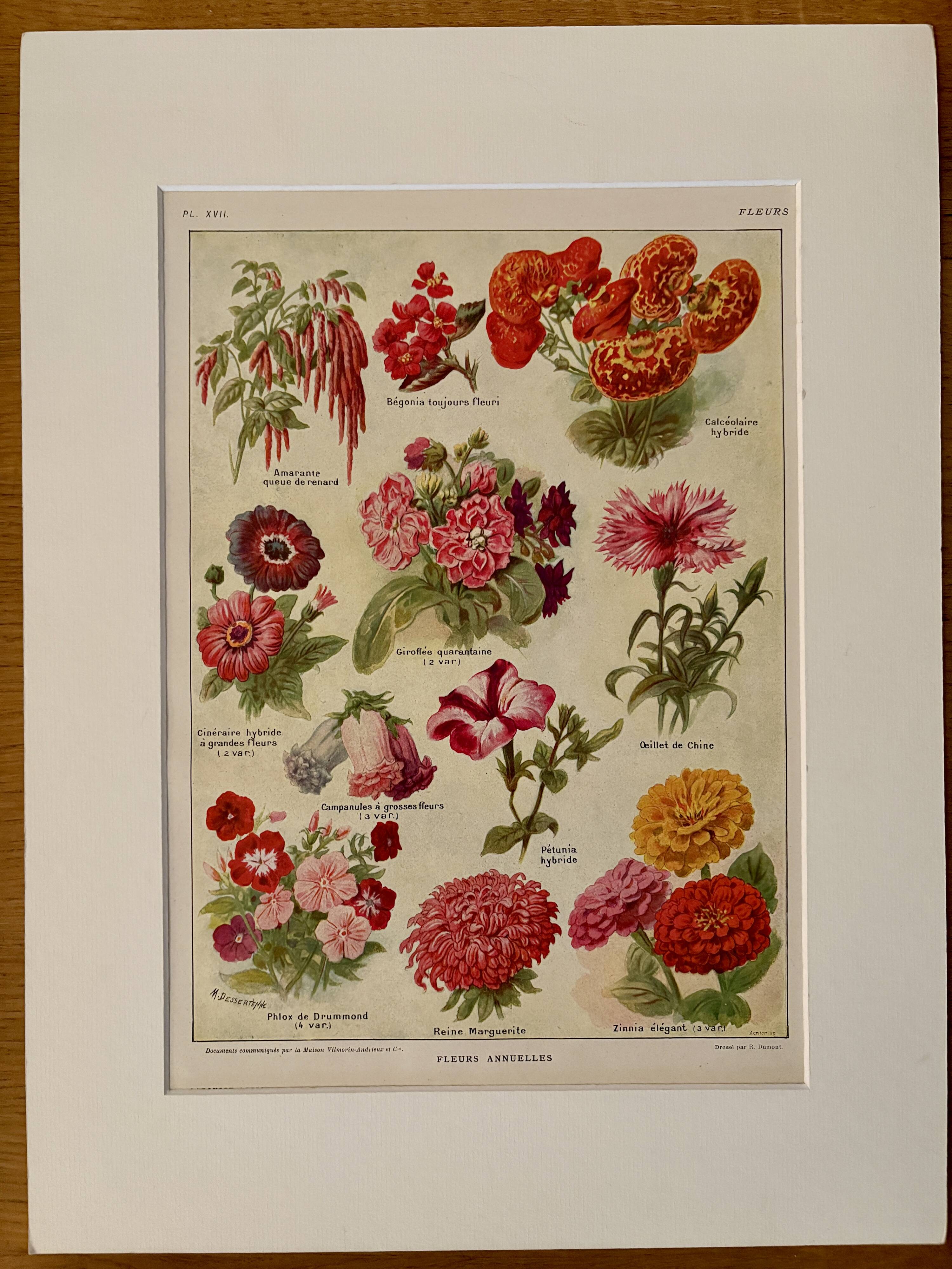 Lithograph of annual flowers - 1920