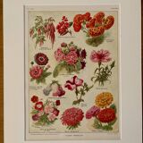 Lithograph of annual flowers - 1920