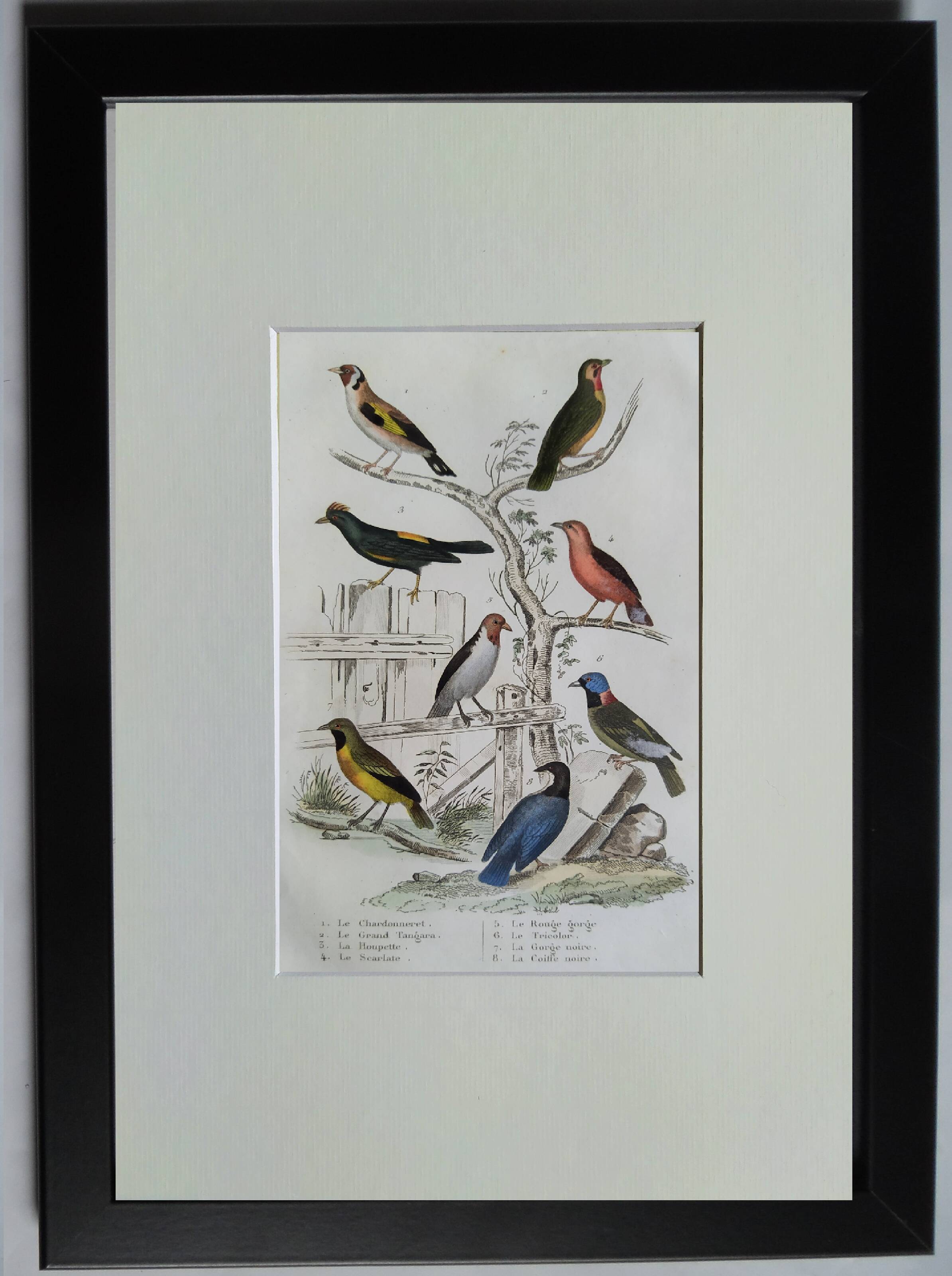 Original ornithological plate " Goldfinch - Grand Tangara -&c..." Buffon (1837)